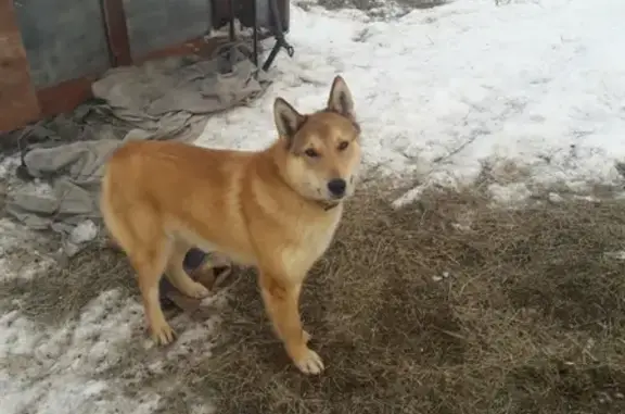 Пропала собака Туман на Вилижанском тракте в Тюмени #lostpet #пропала #Тюмень