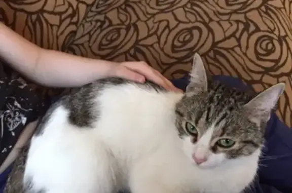 Найдена домашняя кошка в СПб, Московский р-н