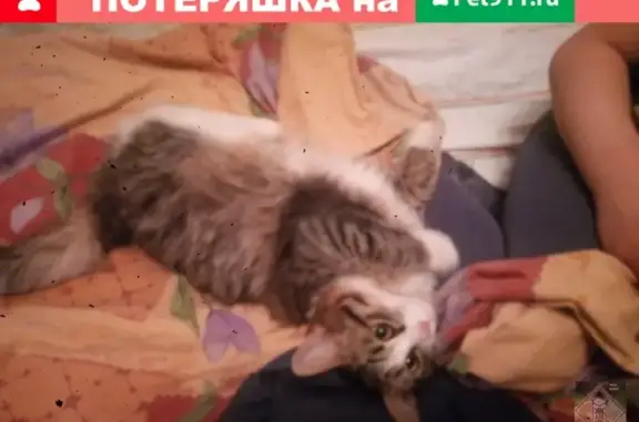 Найден котенок на Краснослудской 17