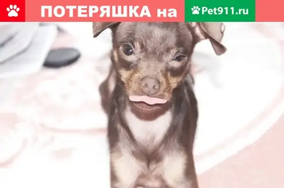 Пропала собака на улице Амирхана 27 в Казани