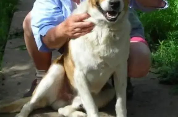 Пропала собака Чингиз в Каменск-Шахтинском