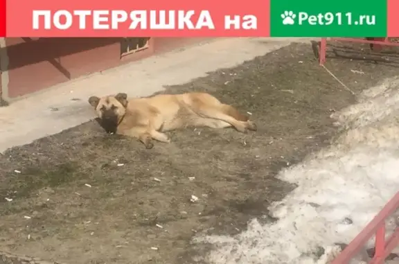 Потерян щенок в Воронеже, район 9 января