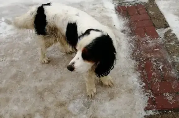 Найдена собака в Казани, адрес 12 горбольница на Челюскина