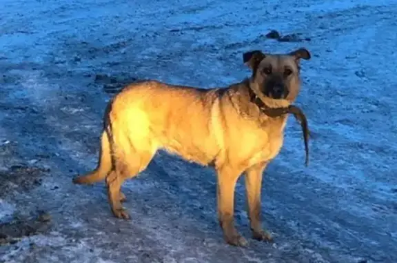 Найдена собака на улице Звездова в Омске