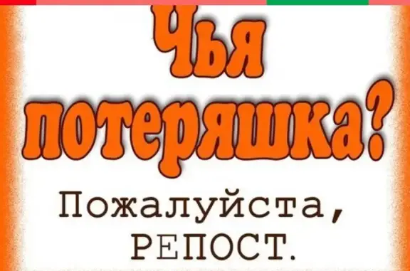 Найден черный лабрадор в Новороссийске