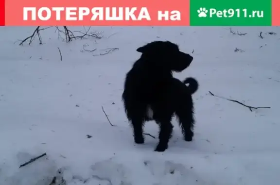 Найдена собака в пос. Солнечное, СПб