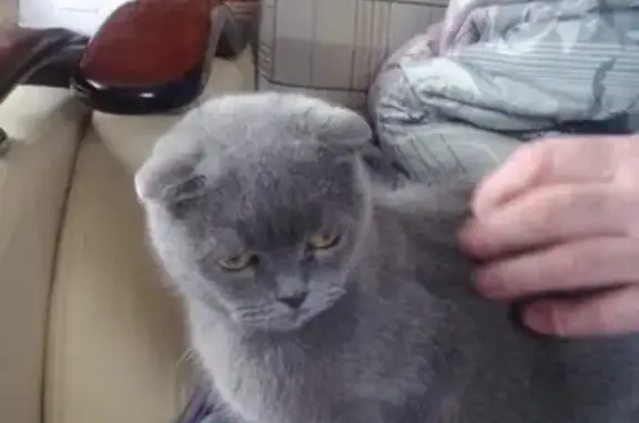 Найдена породистая кошка в Иглино, Уфа