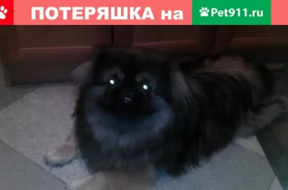 Пропала собака Пушистик в Фокинском районе Брянска