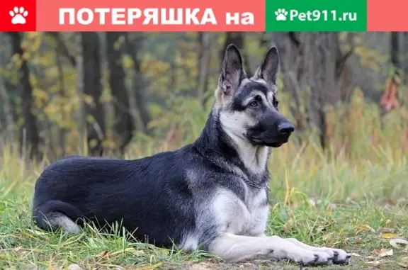 Пропала собака в Поселке Снегири, Истринская область