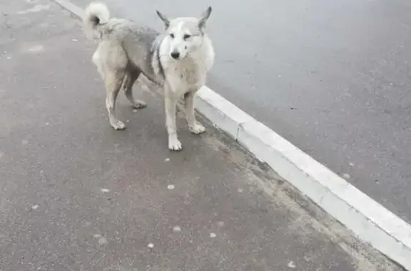 Найдена молодая собака на улице Остужева, 3