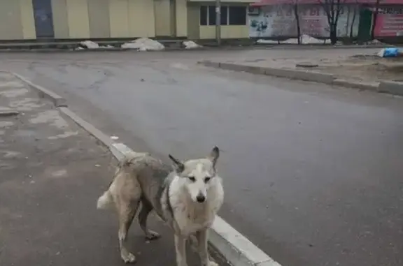 Потерялась собака возле ДК Электроника в Воронеже.