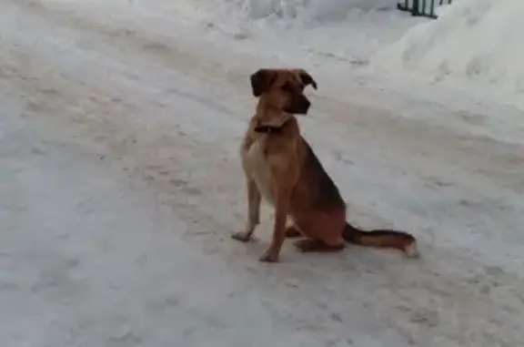 Найдена дружелюбная собака в деревне Пыхчево, ищем хозяев https://vk.com/asya2209