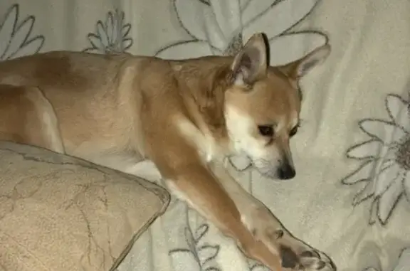 Пропала собака Лиза в Южноуральске