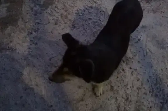 Потерялся пёс в Чите, ищем хозяина