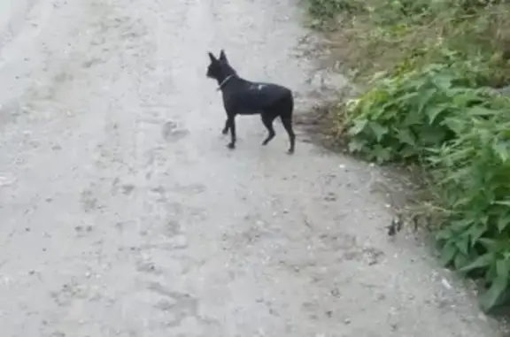 Пропала собака на улице Ватутина в Кировском районе