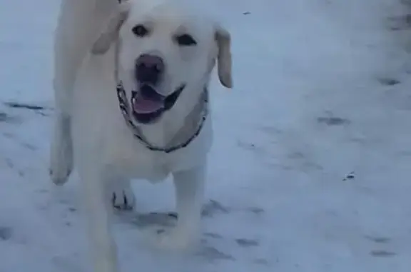 Пропала собака в Сергиевом Посаде