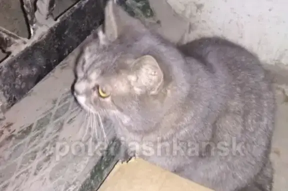 Найдена кошка на улице Титова в Новосибирске
