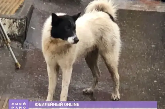 Найден чёрный спаниель без ошейника на улице Бульварное Кольцо, Краснодар.