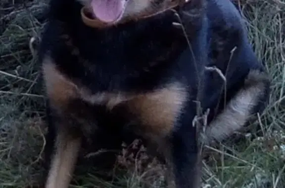 Пропала собака Мила в Челябинске