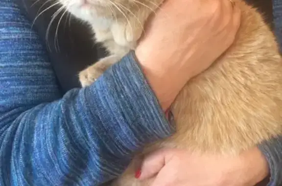 Найдена рыжая кошка в Кирове
