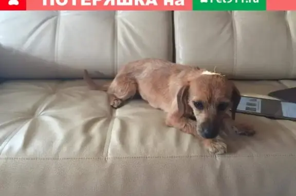 Найдена маленькая собака в Москве, ищет новый дом.