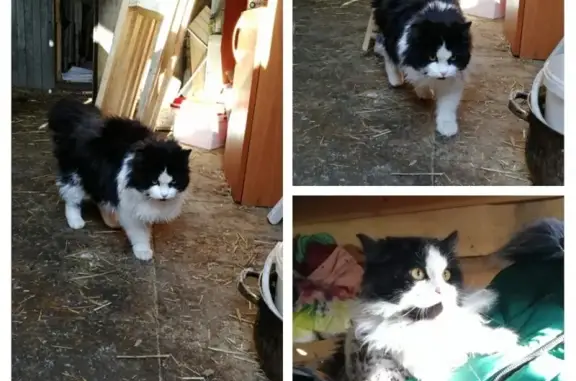 Найдена кошка в Челябинске #найденные