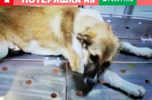 Пропала собака в гМинусинске, ул 60л Победы.