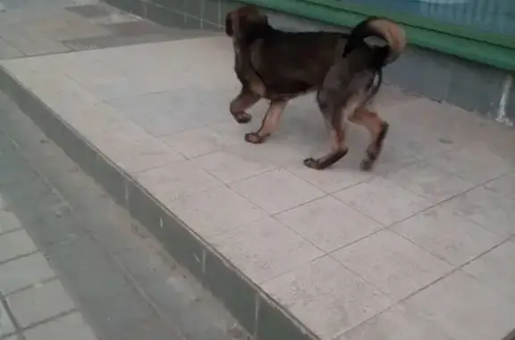 Найдена собака возле магнита в Ставрополе