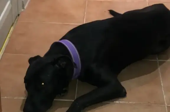 Найдена собака в Краснодарском крае