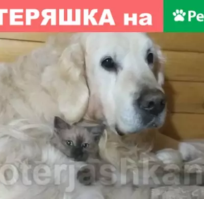 Пропала собака Токай, золотистый ретривер, СНТ Междуречье, Новосибирск