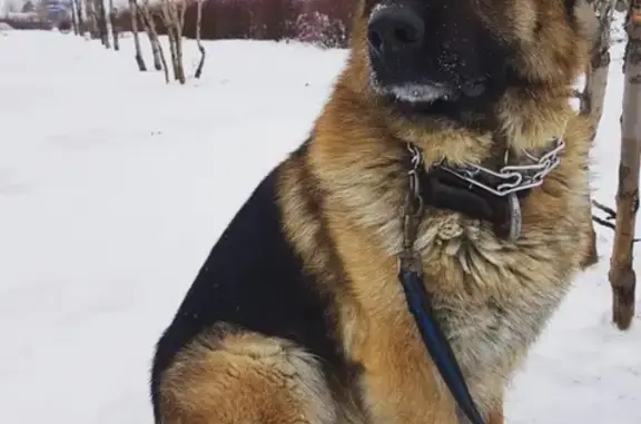 Пропала собака в Комсомольске-на-Амуре