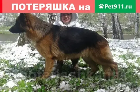 Пропала собака в Новосибирске, разыскиваем немецкую овчарку