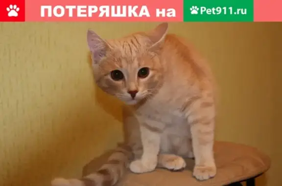 Пропал кот Стаф в районе ВОДА-ТЕПЛО (Советская, 30; Киржачская 3,5)