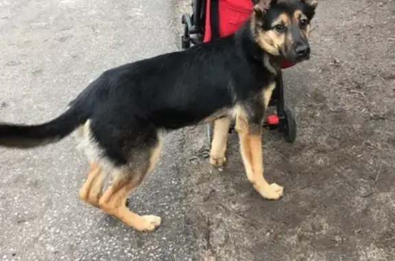 Найдена собака на Московском/Поликлинике на Трибуца