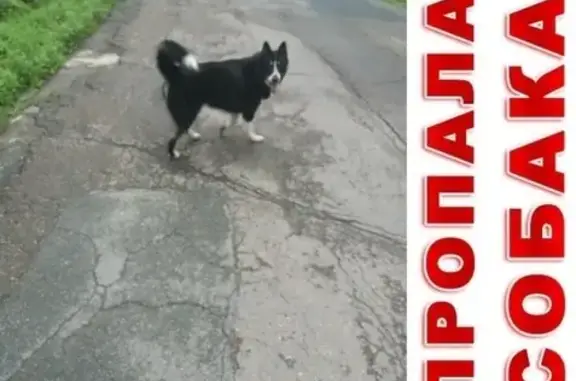 Собаки потеряшки, , фото: Потеряшка собака Джейки, вознаграждение. Артём, Россия.