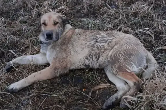 Найдена собака на 1-й Октябрьской улице, Южно-Сахалинск