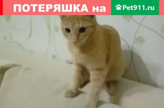 Пропала кошка на улице Суворова 18 в Йошкар-Оле