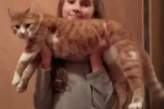 Кошки потеряшки, Смоленск, фото: Потеряшка кот возле ул. М. Ерёменко, 54а.