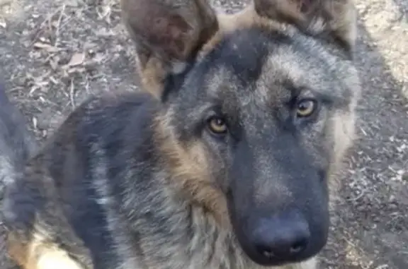 Пропала собака в Бузулуке, Оренбургская область