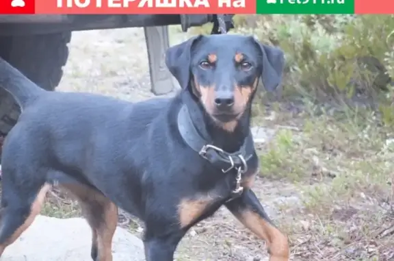 Пропала собака Лина в Монино, Московская область