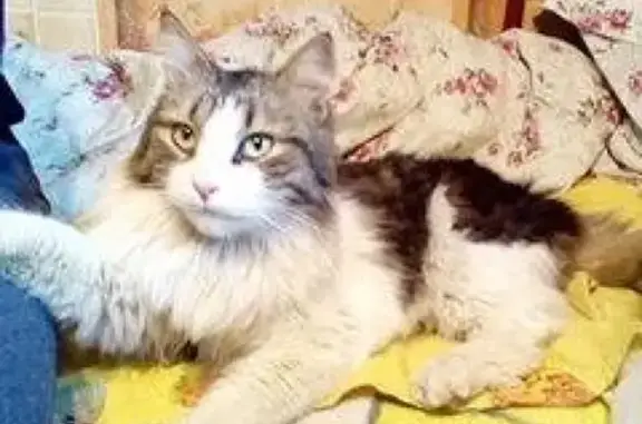 Найдена кошка на Ставропольской 32-30