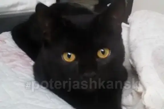 Кошки потеряшки, Новосибирск, фото: Потеряшка кошка на Бронной улице 39/4т