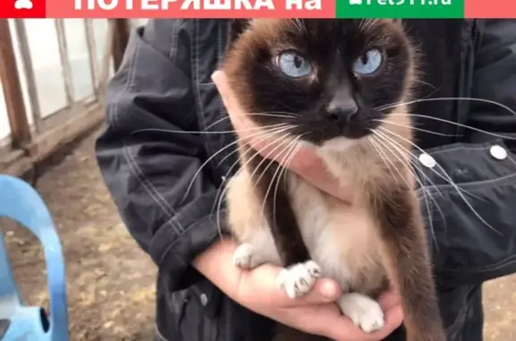 Найдена кошка в Иркутске, ищем хозяина!