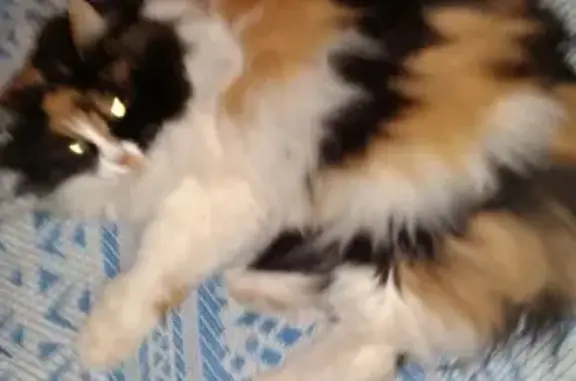 Кошки потеряшки, Киров, фото: Потеряшка кошка в Кирове на ул. Орджоникидзе, 9