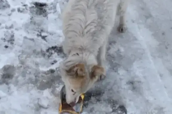 Найдена собака на ул. Антипова, Кемерово