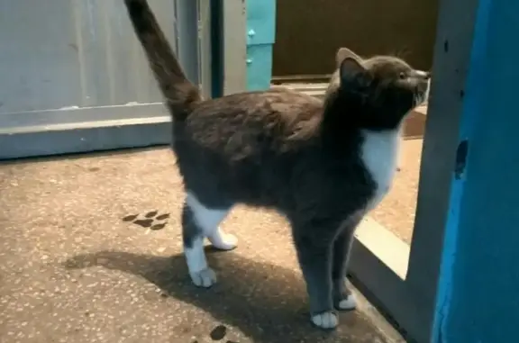 Найдена кошка на Бисертской 131, ищем хозяина
