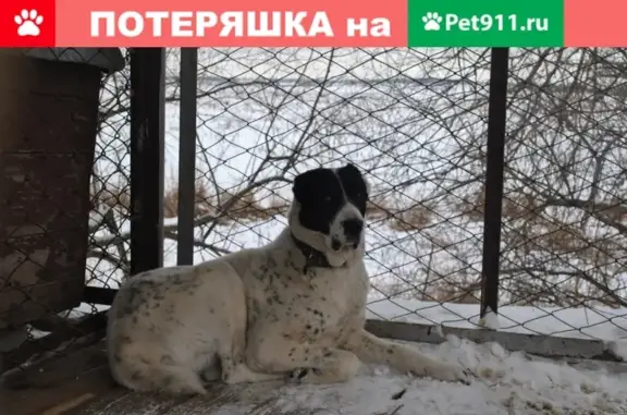 Пропала собака Райда в Михайловке