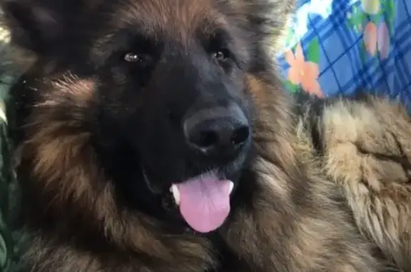 Пропала собака в Черногорске, майский поселок: немецкая овчарка Акбар