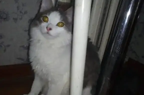 Пропала кошка в Салавате на улице Калинина, 4