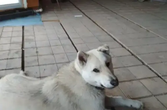 Пропала собака в Красновишерске, Пермский край